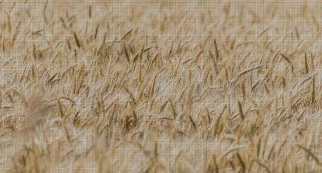 Los mejores cereales para bebés sin gluten